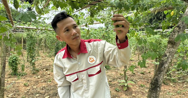 Trồng cây dược liệu, chàng kỹ sư công nghiệp người Tày Thái Nguyên giúp nhiều bà con có thu nhập ổn định 1 z5563282260932bfec180fd98e6d1a06a437d74c5c4664 17191116573871824813068 50 0 718 1276 crop 17191123121121703666954