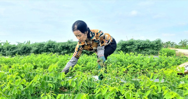 Trồng rau ngót ở Hải Dương, ăn ngọt như nước ninh xương, cứ cắt là bán hết veo, cả làng giàu lên 1 202310300951221 1720800394040 17208003942141736464241 0 0 1005 1920 crop 17208007510252001642605