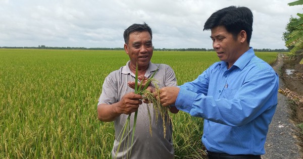 Trồng lúa kiểu gì, kinh doanh dịch vụ thế nào mà một nông dân tỉnh Long An có lời 3,5 tỷ/năm? 1 33866005 1721794128938 17217941295891579887283 32 0 556 1000 crop 17217943597821020221119