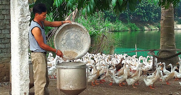 Anh nông dân Nghệ An “cưa sừng” lấy vàng, cả làng thán phục 1 9615c1501786b5d8ec97 17214437775721900839576 168 0 671 960 crop 17214437828991481491360