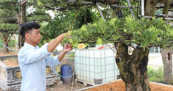 Vườn trồng toàn cây cảnh đang hot, anh nông dân Vĩnh Phúc "nhận lương cao" cả tỷ đồng 1 999z4406600627581ee4c73bb480f0288683fa159096407bb 1721236886623 17212368875961848886889 133 0 1180 2000 crop 17212372682021549774177
