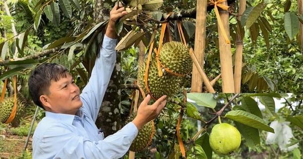 anh khu vuon doi de trung vang cua gia dinh chu tich xa o huyen 30a tinh quang ngai 4 1720255093880640475416 16 0 351 640 crop 17202550989641189453677