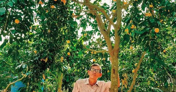 cay thanh tra cay dac san cay thanh tra ra trai ngot o vinh long 172062253874236697813 388 0 754 700 crop 172062295926396462727