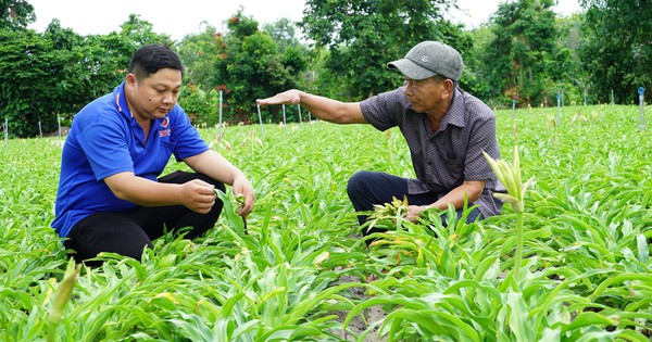 Trồng loài cây được coi là "thần dược" kháng ung thư, nông dân một xã ở Tây Ninh không lo ế hàng 1 cay trinh nu hoang cung 17198380678081690302013 43 0 1048 1920 crop 1719838141852700384135