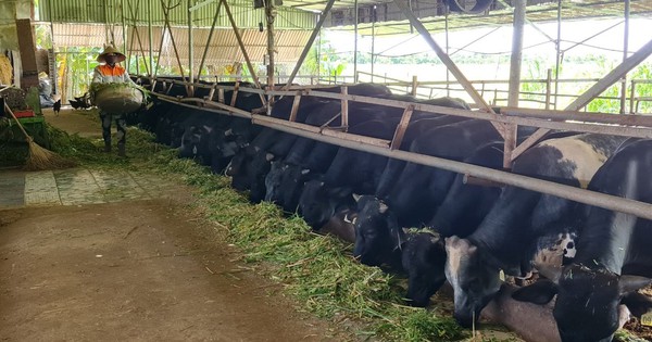 chang ky su xay dung nuoi bo 3b 4 1719927818803218234399 73 0 743 1280 crop 17199282609191678497237