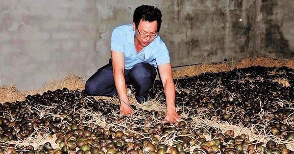 cho oc buou den oc lac ngu dong ban dat tien o can tho 1721059792674993362597 0 0 366 700 crop 17210600160061247727603