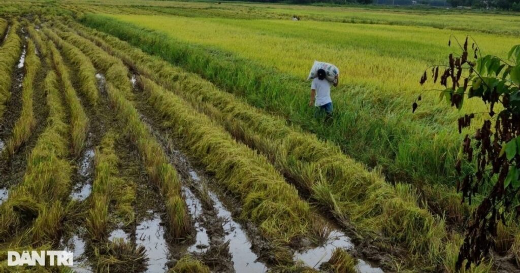 dat nong nghiepda nangkhanh hong crop 1719883665807