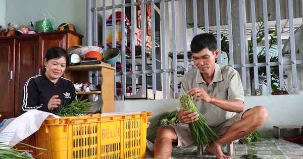 Trồng thành công loại rau giàu vitamin nhóm B, vợ chồng nông dân Bà Rịa-Vũng Tàu có "lương" cao 1 images19584814m2 1722013076598 1722013076985755190062 123 0 1170 2000 crop 17220133131721462790367