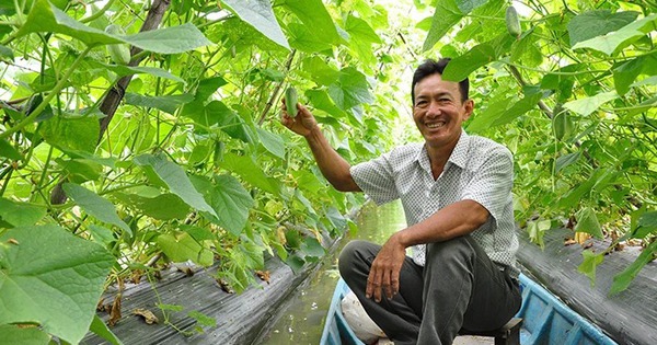 Trồng dưa leo ở nơi này của Kiên Giang, ruộng đẹp như phim, muốn hái trái phải chịu chèo xuồng 1 trong dua leo mua nuoc noi o kien giang 2 17222261359711390280140 0 0 366 700 crop 1722226259641936721959