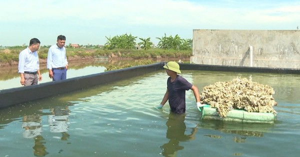 Nuôi các loài động vật nhuyễn thể, có chủ trang trại thủy sản ở Ninh Bình thu tiền tỷ 1 uom hau giong tai ninh binh 2 1722321461958900425425 84 0 754 1280 crop 17223226376741645914102