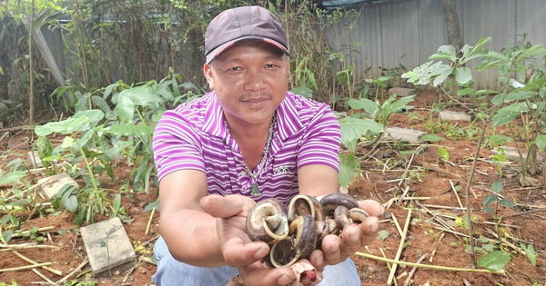 Một người Quảng Bình nuôi thành công ốc núi, loài động vật hoang dã bò chậm như sên 1 20240725111658 17220923632821392149188 580 0 1920 2560 crop 17220931590361662646763