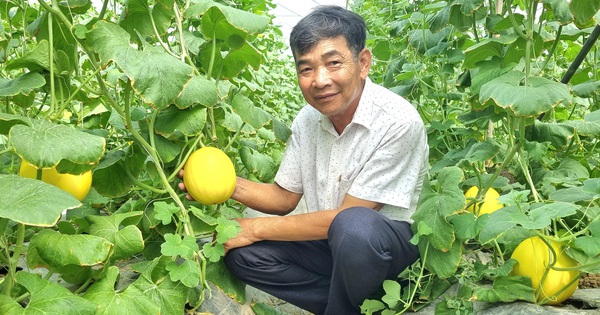 Nông dân Việt Nam xuất sắc 2024 đến từ Ninh Bình chỉ làm ruộng mà lãi 1,5 tỷ/năm 1 20240821090906 1724428936581628655453 318 0 2429 4032 crop 1724428996353541534259