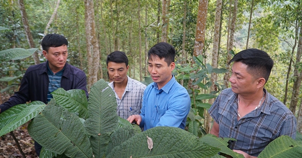 Vô một khu rừng ở Yên Bái, thấy dân trồng 2 loài cây mới lạ, vặt lá, hái hoa bán giá "nhà giàu" 2 271378lamgiautu 1723540114369 17235401186971705041104 15 0 361 660 crop 17235403724641714580097