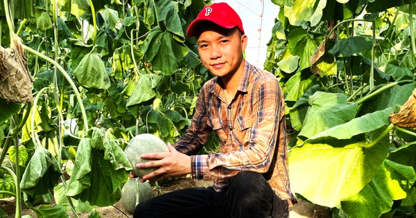 Trồng loại cây chỉ để mỗi dây một quả to, trai làng Hà Tĩnh cầm chắc hàng trăm triệu/năm 17 a1 2 1724895269713863809192 30 0 1077 2000 crop 1724895281030540988919