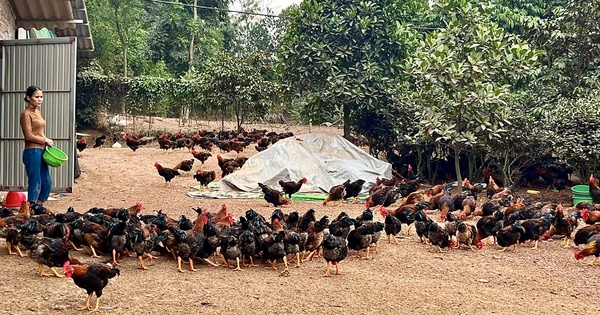 Phú Thọ: Năm đầu nuôi gà thịt lông màu an toàn sinh học, nông dân lãi ngay 300 triệu 1 an toan sinh hoc 17229253047182120499242 81 0 1153 2048 crop 1722926425414394588520
