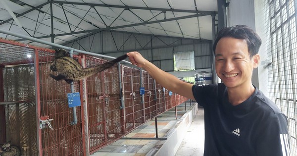 Nuôi chồn hương bán làm "đặc sản" nhà giàu, anh nông dân Hải Phòng bỏ túi hàng trăm triệu/ năm 13 anhe chon cuoi tuoi 17240345008002004322845 0 0 1047 2000 crop 1724034506105136633934