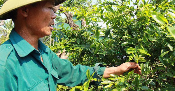 Làm nghề này, những lão nông ở Đắk Lắk vừa nhàn nhã "hái ra tiền", vừa thỏa đam mê với hoa mai 1 anhkhoatkiemtradotnon20240802205512 1722851892251 1722851895003316486654 0 0 500 800 crop 17228523419942019187265