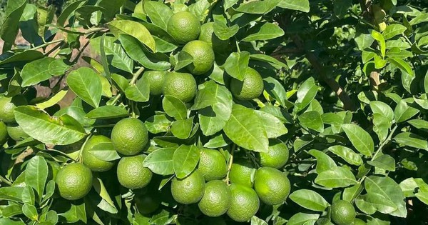 Cái khó ló cái khôn, dân Nghệ An dùng kế hay khiến cây chanh "chết giả" kích thích sai hoa, đậu quả 7 bnasai qua 1723174258875 1723174258991121759954 103 0 668 1080 crop 17231744809901250976590