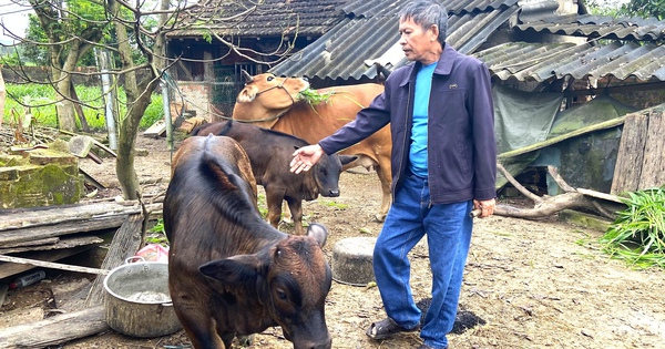Cho con vật nuôi này thụ tinh nhân tạo ra thế hệ giống “cơ bắp cuồn cuộn”, nông dân Hà Tĩnh thu tiền tỷ 13 bo 1 ong ngu cham soc be 17240360641361919397653 84 0 1131 2000 crop 1724036075088725663384