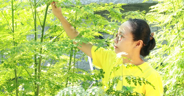 Trồng loại cây cao, bẻ cành, tuốt lá mỏi tay, 8X Khánh Hòa làm ra thứ trà "mát gan mát ruột" 1 chum ngay 2 17230184005991695505463 189 0 1529 2560 crop 1723018509734424041421