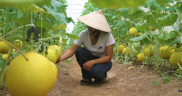 Đây là trang trại nông nghiệp hữu cơ đẹp như phim, công nghệ hiện đại nhất tỉnh Nghệ An 10 hoa qua sach 21 17234562677411280452819 494 0 3078 4936 crop 17234564288841470132829