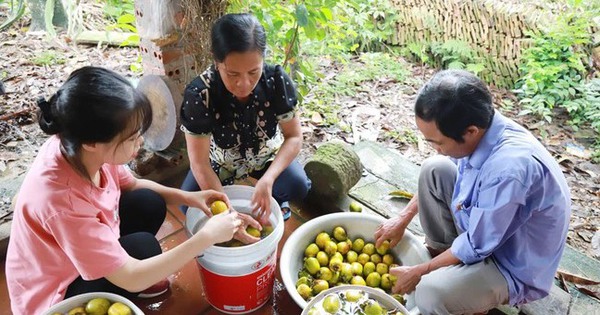 Thứ quả mùa thu chín rộ, thương lái ào đến vườn bao mua, dân một xã của tỉnh Phú Thọ thu 400 triệu đồng/ha 11 hong gia thanh 9 172394715621226899941 22 0 362 650 crop 17239497500561200478978