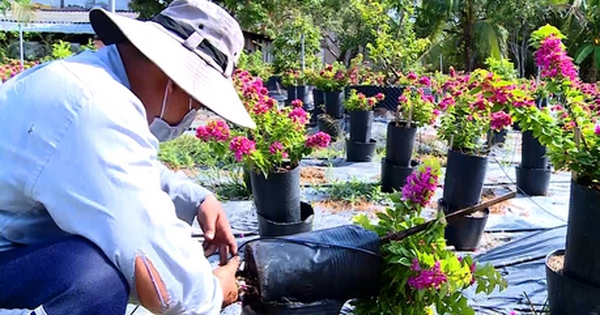 Loại cây cảnh đang hot này hễ tới thì là tuôn hoa như suối, cả chả kịp, dân nơi này ở Vĩnh Long giàu luôn 3 images2445163tuoibonggiay1 1723111419332 17231114199801719543052 16 0 257 460 crop 1723111720861369174342