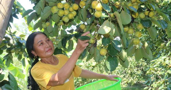 img 0334 17238880140572046419679 140 0 1187 2000 crop 1723888065695290565178