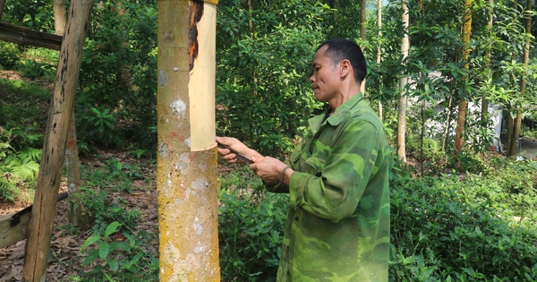Trồng quế thành rừng, toàn cây to bự, cả làng, cả xã ở Lào Cai nhà nào cũng giàu lên trông thấy 9 img 0435 1724730393018298682122 286 0 1333 2000 crop 172473041896067826420