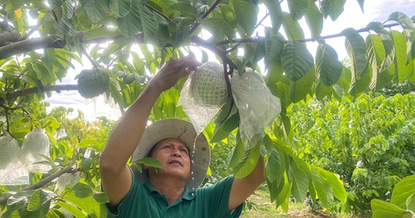 Cây tốt um này ông nông dân Đắk Lắk trồng kiểu gì mà thác lá lên toàn trái to bự treo đầy cành 3 na thai trong o dak lak co ra qua khong 1723702876501866696168 70 0 400 630 crop 17237029627702044265664