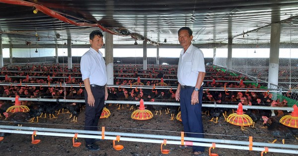 Mỗi con gà chỉ lãi 4.000 đồng sao một nông dân nuôi gà ở Quảng Trị vẫn thu nhập 500 triệu/năm 1 nuoi ga thuong pham lai 500 trieu dong moi nam 17236091757181514829710 107 50 1122 1990 crop 1723609215975836878799
