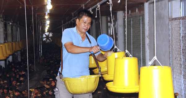 nuoi ga trong trai lanh nong dan quang tri hai ra tien 3 17241680253651763355846 130 0 1177 2000 crop 1724168046241863595424