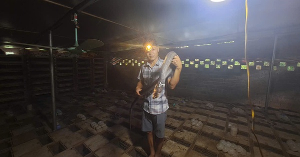 Nuôi động vật hoang dã là bò sát khối kẻ khiếp sợ, một người Thái Nguyên nuôi thành công, thu lãi lớn 11 nuoi ran 2 17247329699321996873959 50 0 720 1280 crop 17247336784611011698792