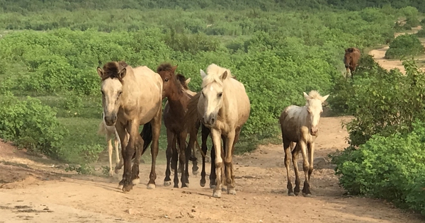 Con vật mắt đỏ, thân trắng toàn tập này, hễ nhà nào ở Bắc Giang nuôi thành công đều giàu lên trông thấy 5 pv11 1724839144468 17248391446351051865008 0 11 606 1169 crop 1724839510888192905417