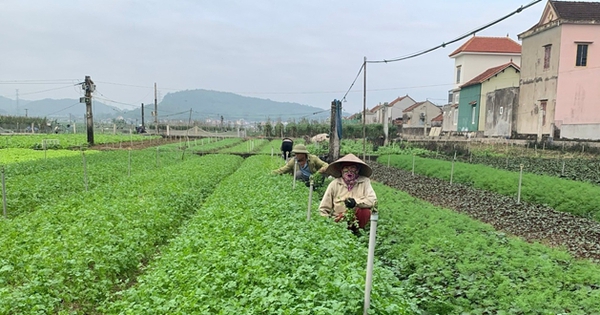 rau thom rau mui ta rau thi la rau tia to rau hung que o xa quynh van huyen quynh luu tinh nghe an 1 17239643416631068302270 0 0 330 630 crop 17239647186741400433591