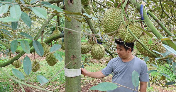 saurieng120240729210319 1722504237581 17225042380871005205353 8 0 508 800 crop 1722504675881446944519