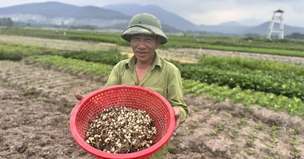 su dung la vua su dung cu de lam gia vi nen nong dan cung co the lua chon nhieu cach canh tac 1724122940157 172412294025755 27 0 812 1500 crop 1724123916705270107151