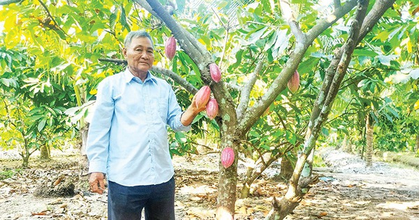Trồng thứ cây ra trái to bự trên thân, ông nông dân Vĩnh Long hễ bẻ là bán hết veo 1 trong ca cao trong cay ca cao ra trai ca cao o vinh long 1722947206666343363761 0 0 419 800 crop 17229473816451502236205