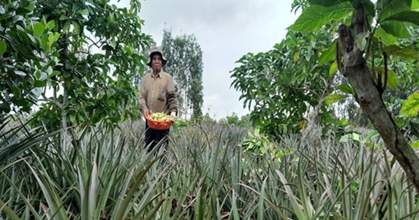 Cho 2 cây ăn trái này chung ruộng, ai ngờ cây nào cũng ra trái quá trời, một ông nông dân Hậu Giang giàu lên 3 trong cay nhau xen canh cay khom thom o hau giang 1723035568738592445862 0 0 301 575 crop 17230356682581138766037