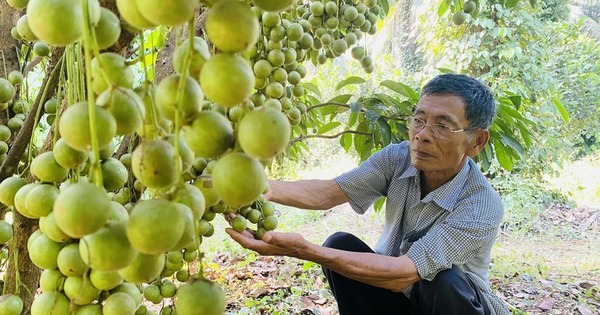 trong dau 17234503653521296782601 50 0 479 820 crop 17234506091262136266581
