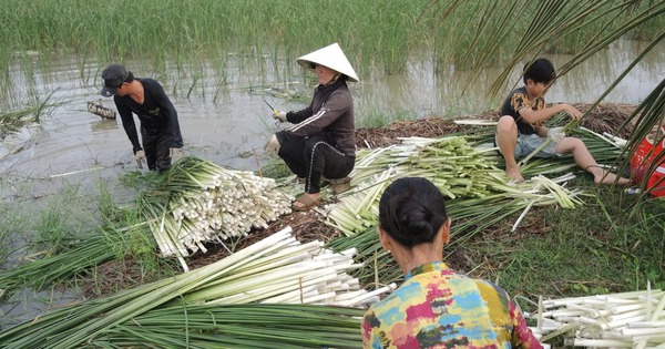 Loại cây dại xưa phạt đi chả xuể, nay ở Sóc Trăng dân nhổ đọt non làm rau đặc sản đãi bình dân, nhà giàu 2 cay dai rau dai cay co dai cay bon bon lam rau dac san o soc trang 17266422448481263452854 262 0 1571 2500 crop 1726642371786891314577