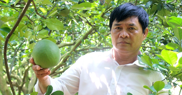 h thanh cay co mui hien dat lam duong xa tan dinh huyen bac tan uyen nong dan xuat sac viet nam 2024 1 1726290692611939858914 30 0 554 1000 crop 172629073989025368078