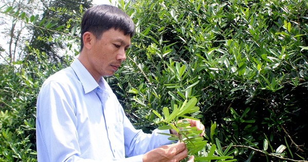 Trồng cây sáo tam phân hỗ trợ điều trị ung thư, một người Đồng Nai là Nông dân Việt xuất sắc 2024 5 hon xao tam phan duoc lieu xa hung thinh huyen trang bom dong nai nong dan viet nam xuat sac 2024 1 17259486028321315499283 35 0 559 1000 crop 17259495471381980144159