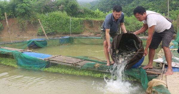 Ở một hồ thuỷ điện nước trong xanh trên sông Chảy của Lào Cai, dân nuôi cá lồng to bự thế này đây 5 img0495 1725441404727247411626 895 0 3744 5442 crop 17254414581361962781120