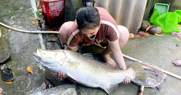 Nuôi tôm 3 năm thấy biệt tăm, một người Cà Mau bỏ thuốc xuống, lập tức bắt thủ phạm bự chà bá 1 img20240829112524 17249117579231279867238 121 0 624 960 crop 1724912142545552462908