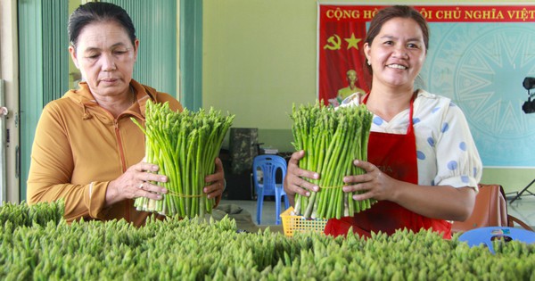 Ở nơi này của Ninh Thuận, dân trồng "rau hoàng đế", giàu protein, chả có Cholesterol, bán hút hàng 15 img4045 17273598829581902494683 202 0 1542 2560 crop 1727361044402857430836
