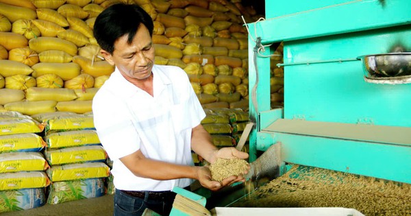 Một tỷ phú lúa giống ở Cần Thơ 2 lần được bình chọn là Nông dân Việt Nam xuất sắc, cả vùng biết tên 11 le ba phieu 3 17264878492491248203135 56 0 726 1280 crop 17264886093251548748472