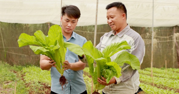 nong dan viet nam xuat sac nam 2024 tai lam dong 6 1726843027599392705440 88 0 1428 2560 crop 17268435718611342585594