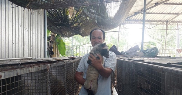 Một người Hậu Giang nuôi thành công con thú là động vật hoang dã chả có tên trong sách Đỏ, bán 15 triệu/cặp 5 nuoi chon huong o hau giang 17251238311331131848165 0 0 301 575 crop 1725123959276225311624