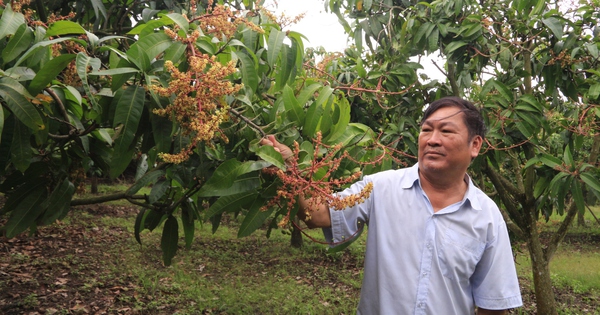 Lãi hơn 1 tỷ/năm từ vườn đẹp như phim trồng cây đặc sản miền Tây, ông nông dân Đắk Nông phát tài 9 1 lao nong lam giau tren vung dat da dak nong 17299512710291456253205 323 0 1663 2560 crop 17299515031911102783989